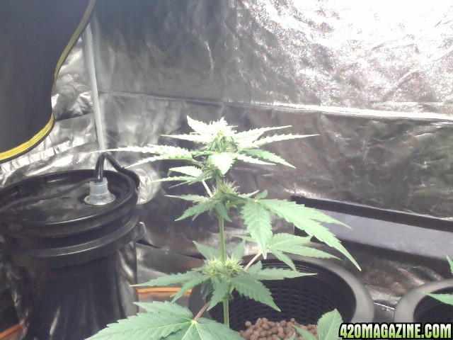 1st Grow Jack H Auto