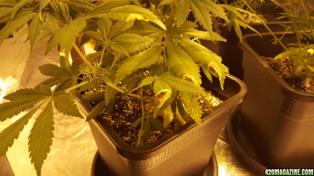 1st grow problems