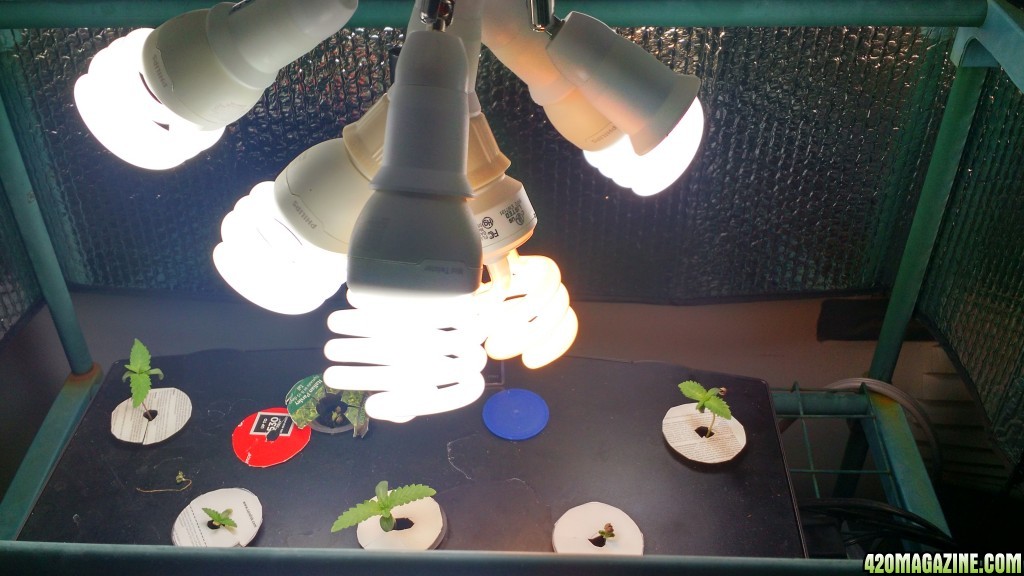 1st grow starts in Aerogarden week 2