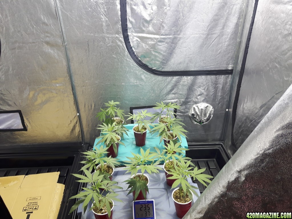 1st grow (these girls need your help)