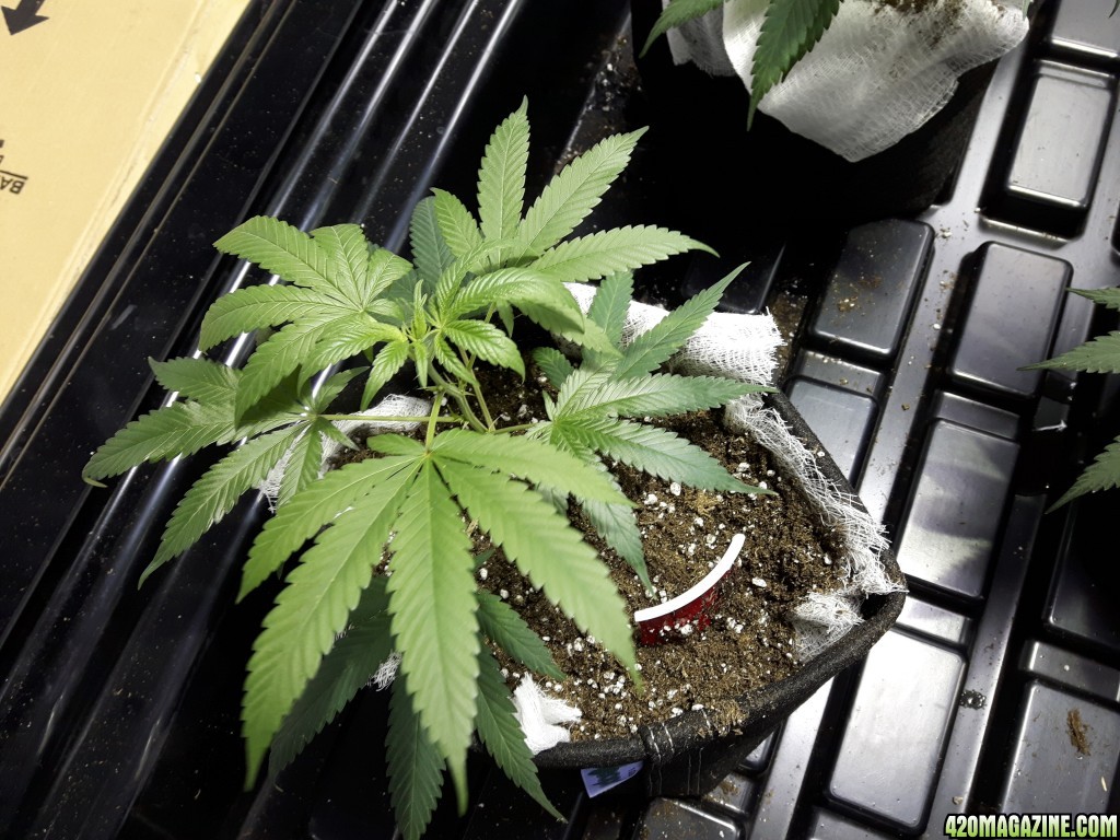 1st grow (these girls need your help)