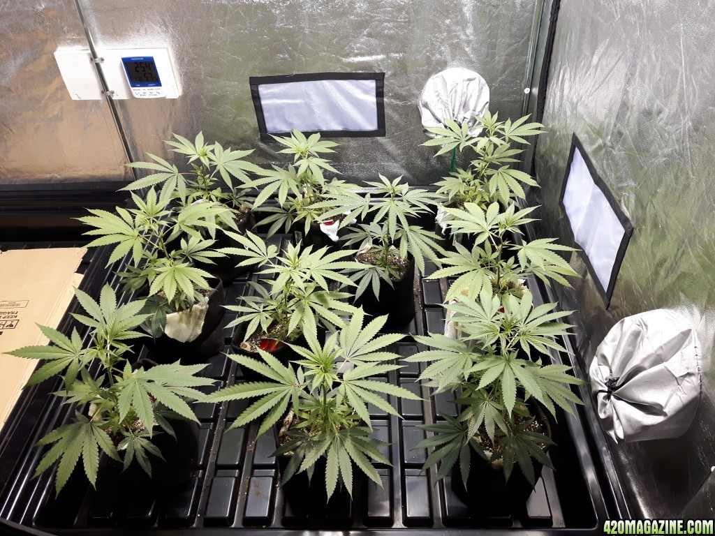 1st grow (these girls need your help)