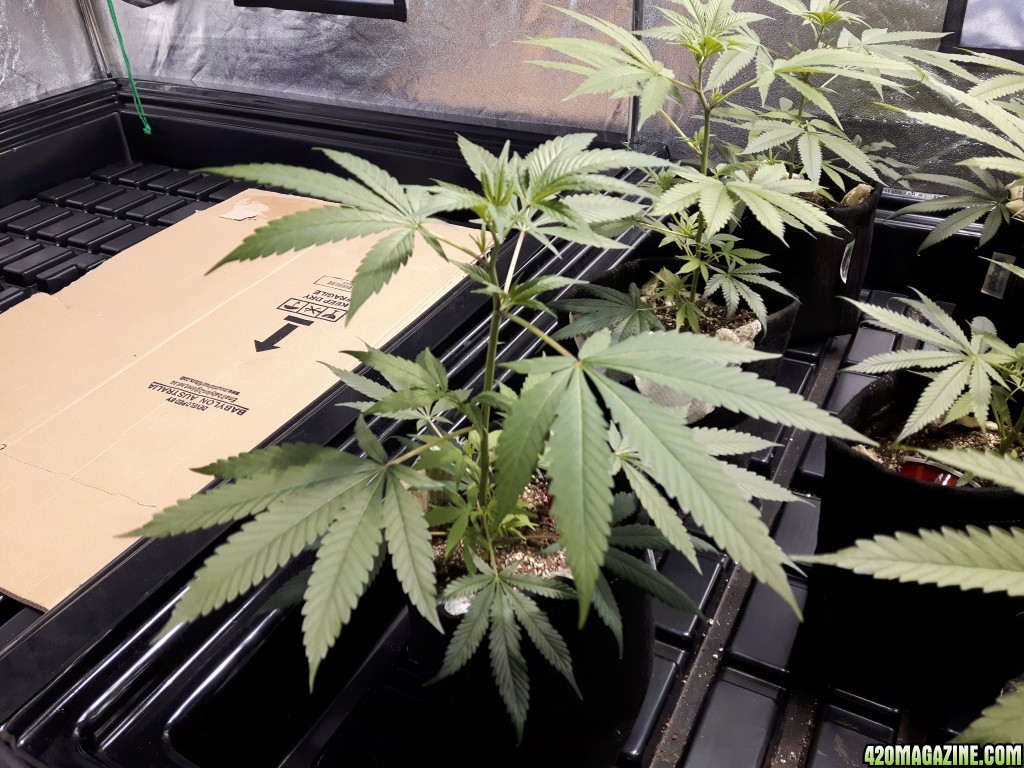 1st grow (these girls need your help)