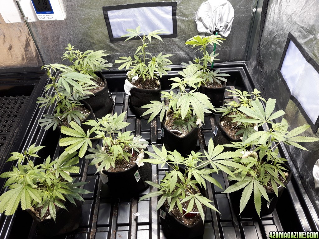 1st grow (these girls need your help)