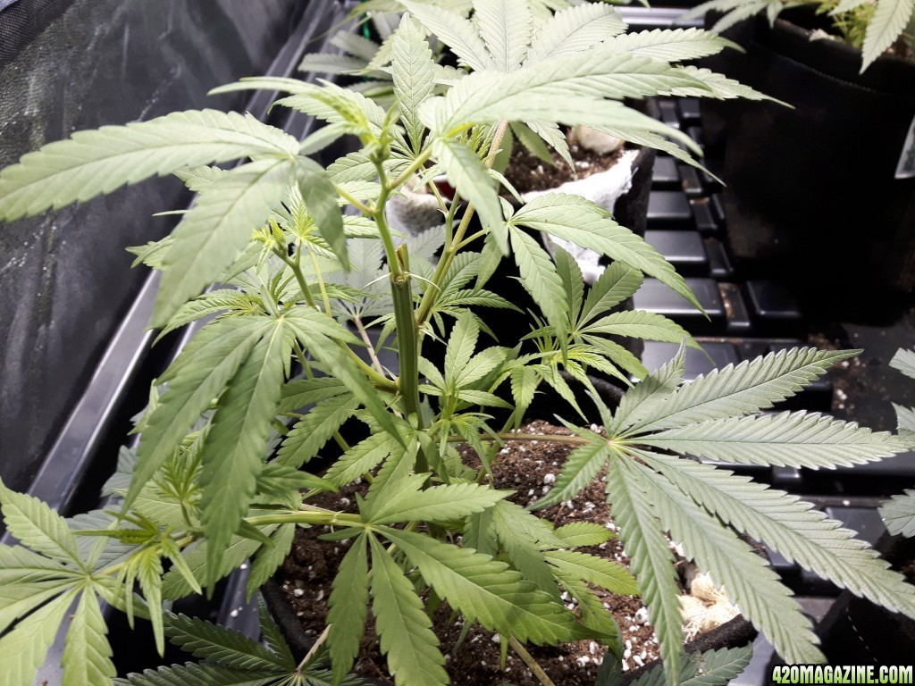 1st grow (these girls need your help)