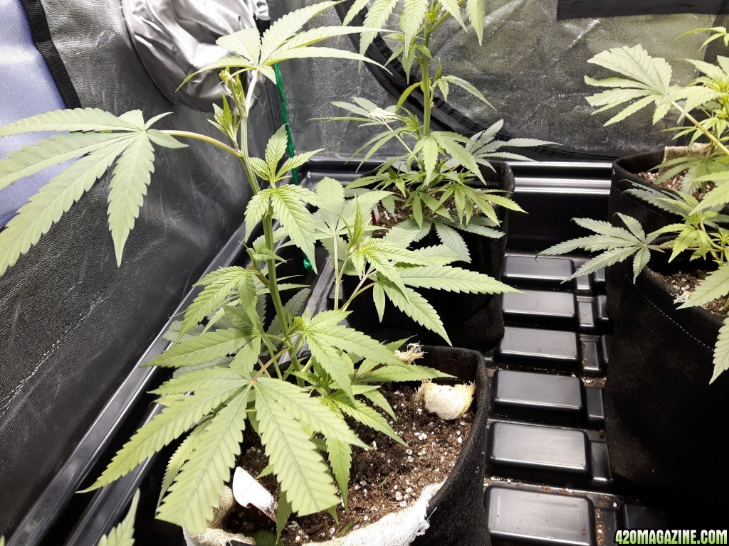 1st grow (these girls need your help)