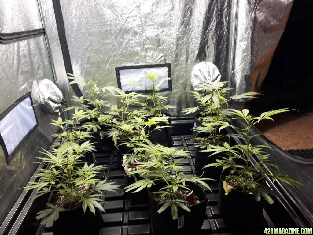 1st grow (these girls need your help)