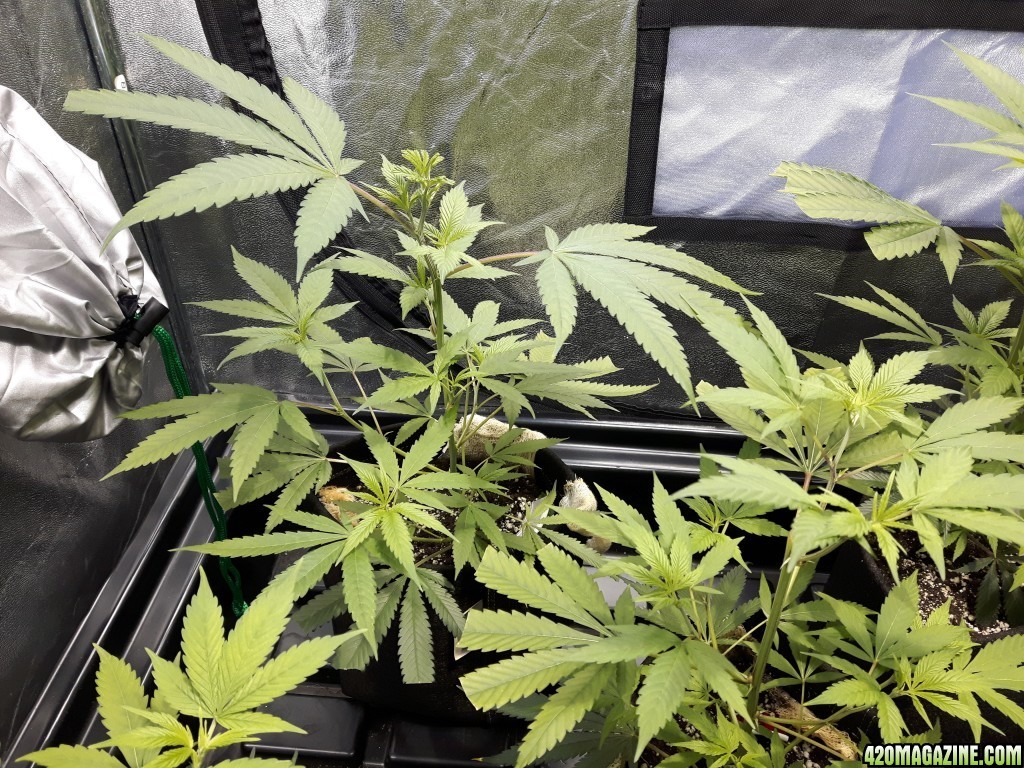 1st grow (these girls need your help)