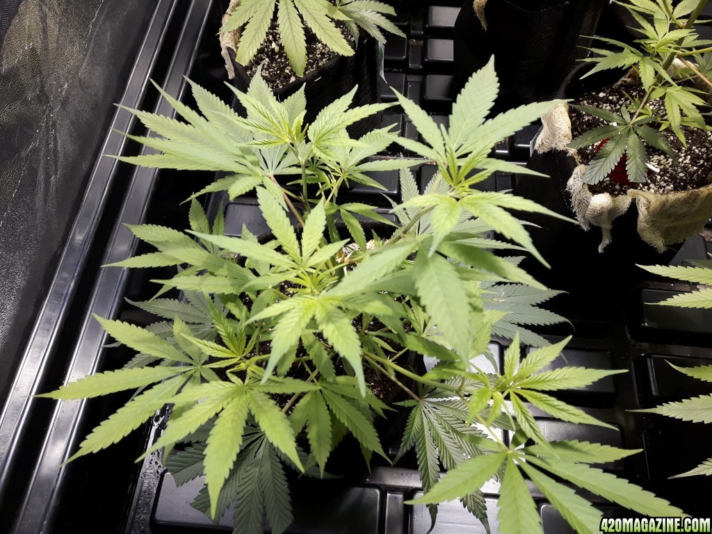 1st grow (these girls need your help)