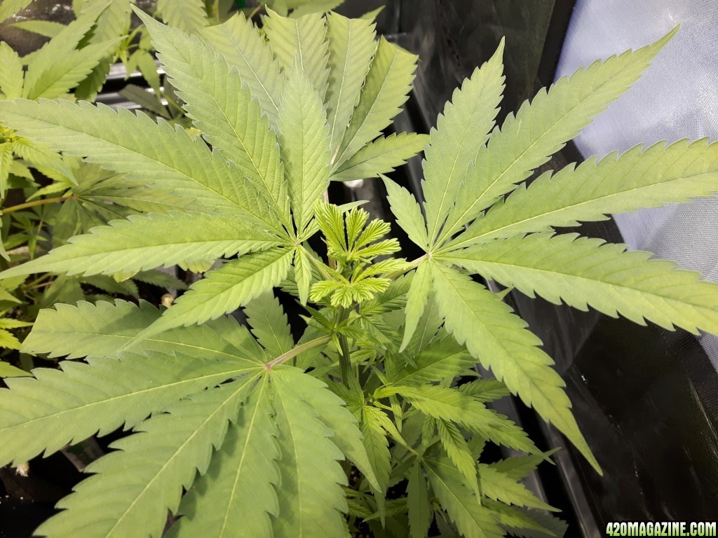 1st grow (these girls need your help)