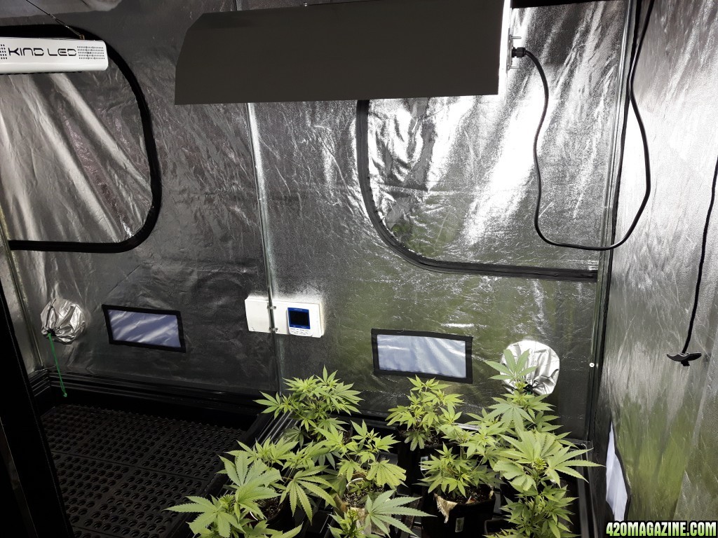 1st grow (these girls need your help)