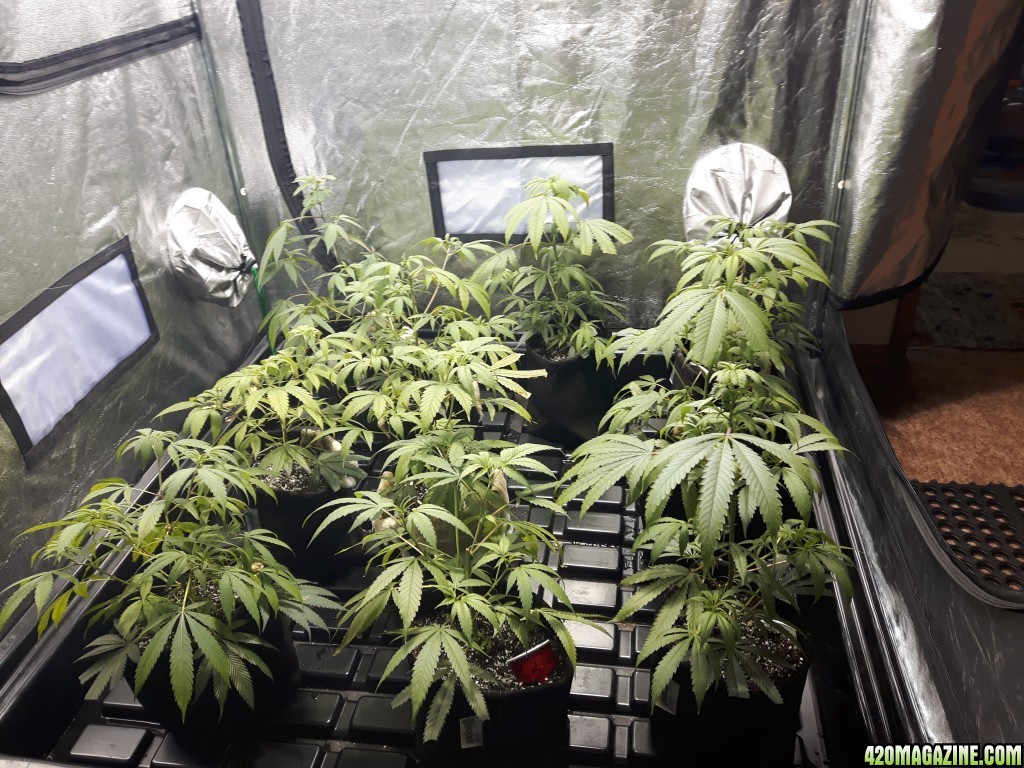 1st grow (these girls need your help)