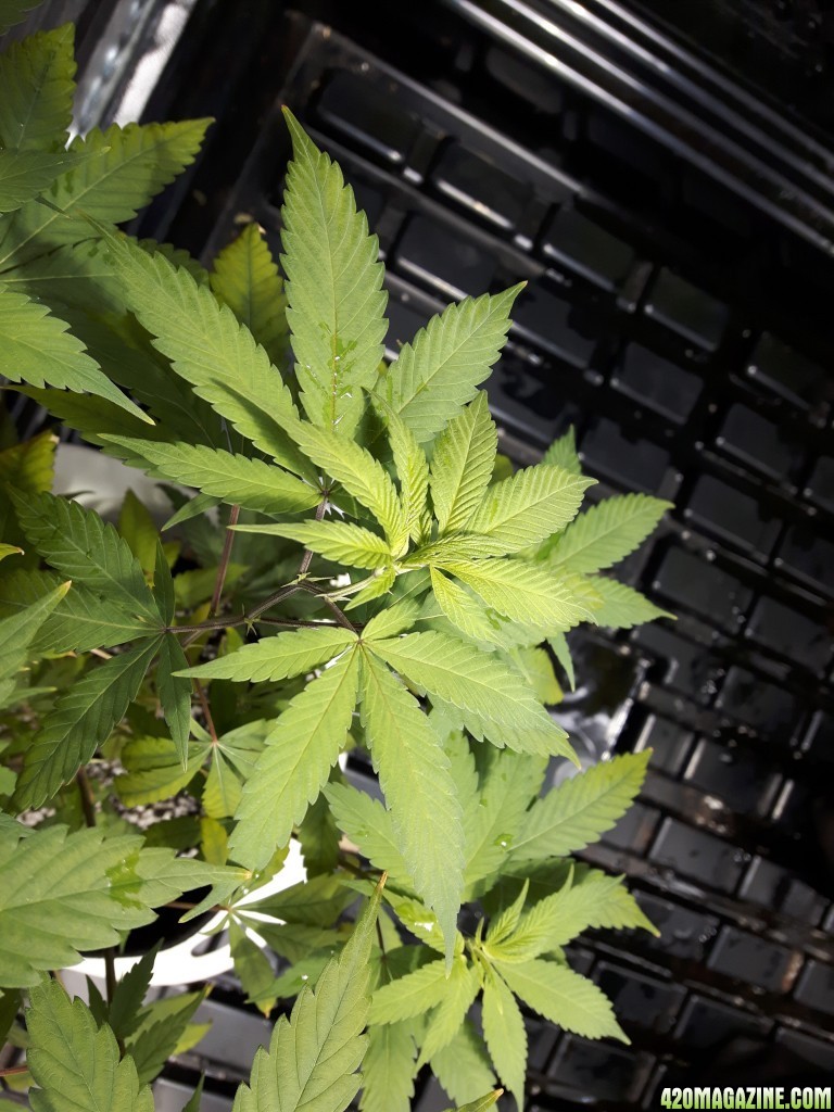 1st grow (these girls need your help)