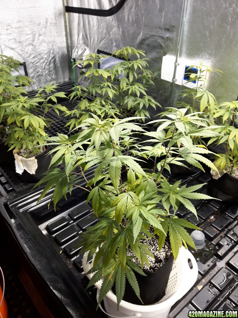 1st grow (these girls need your help)