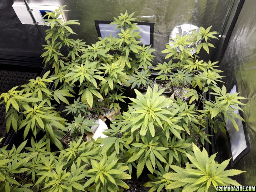 1st grow (these girls need your help)