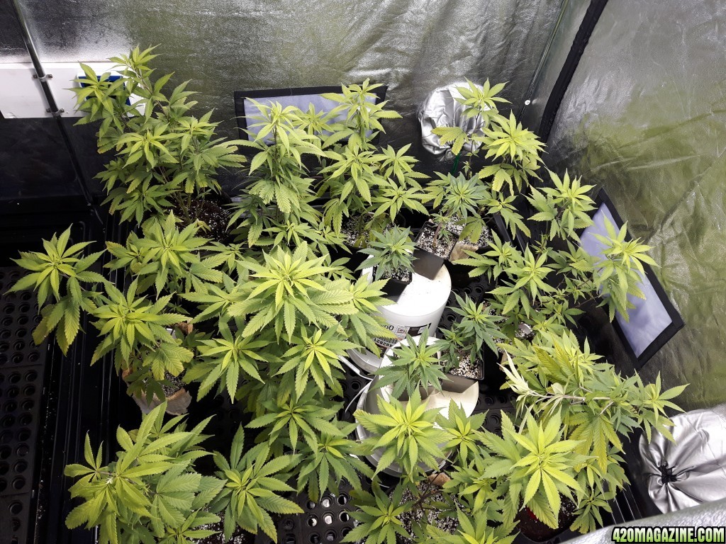 1st grow (these girls need your help)