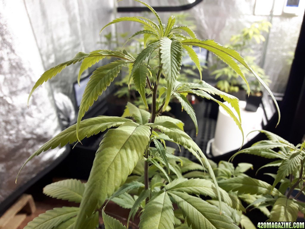 1st grow (these girls need your help)