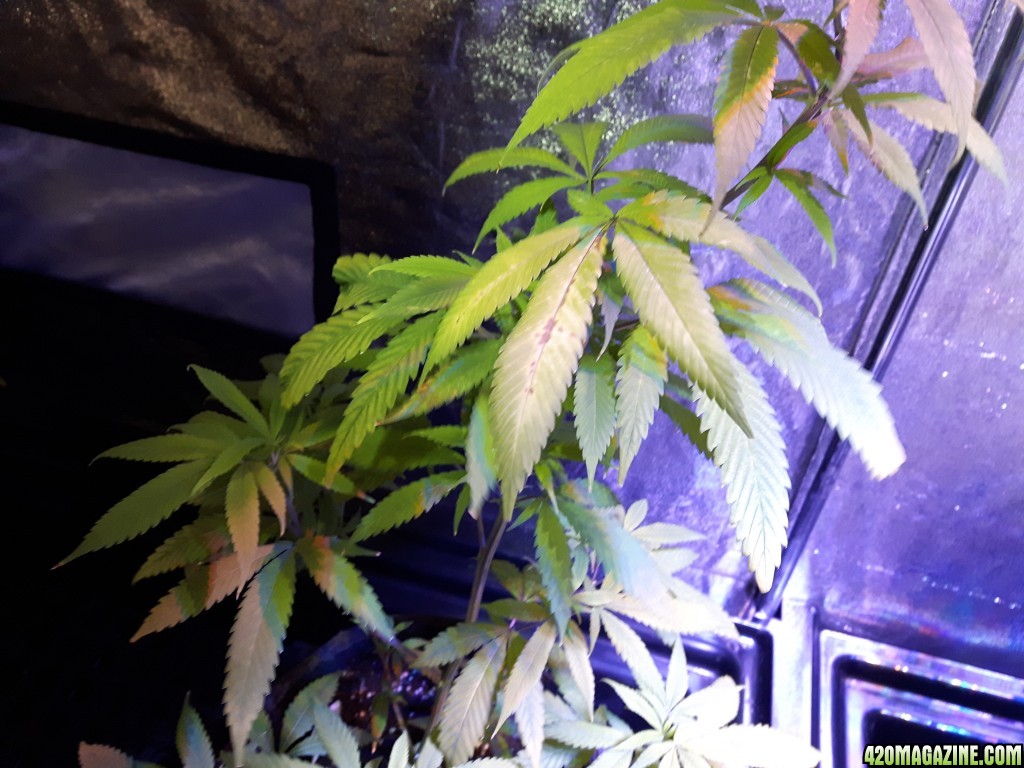 1st grow (these girls need your help)