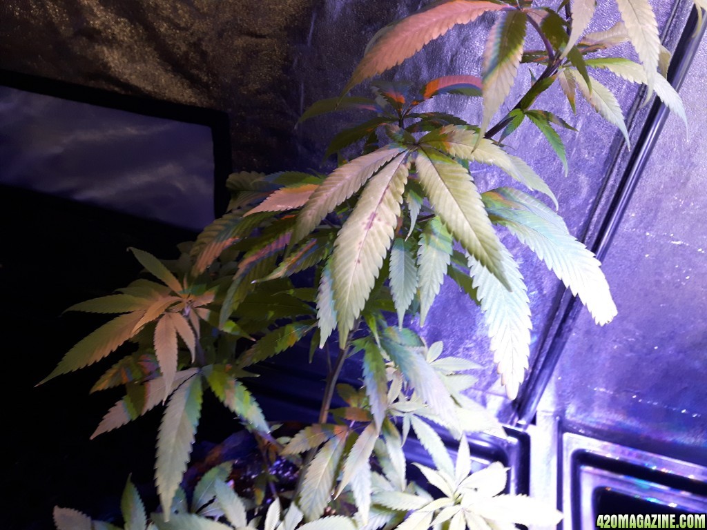 1st grow (these girls need your help)