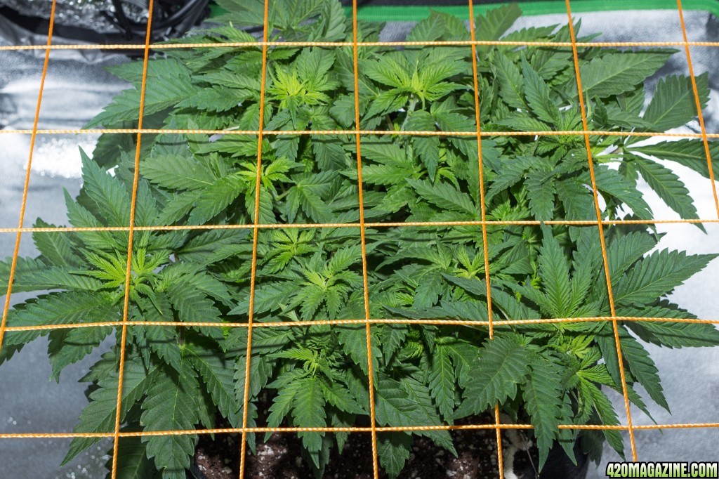 1st grow, White Widow, 2x2x4, 300W LED, ScrOG, soil