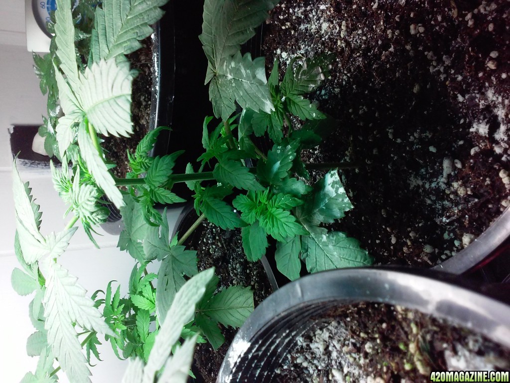 1st grow