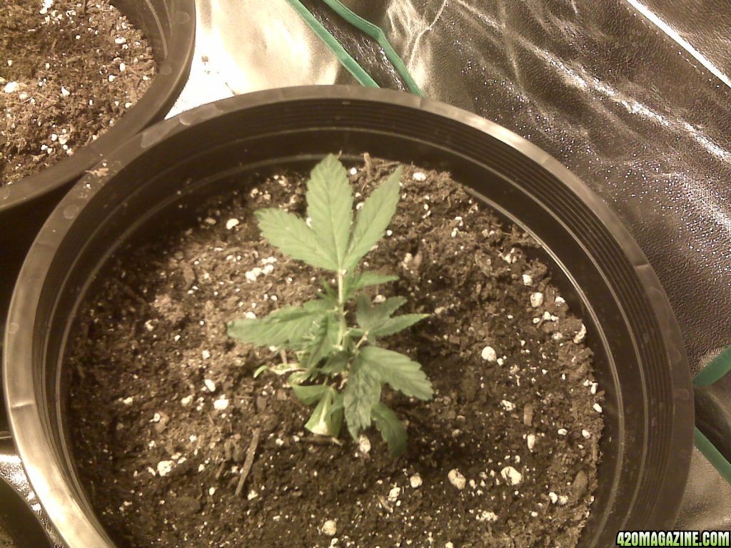 1st grow