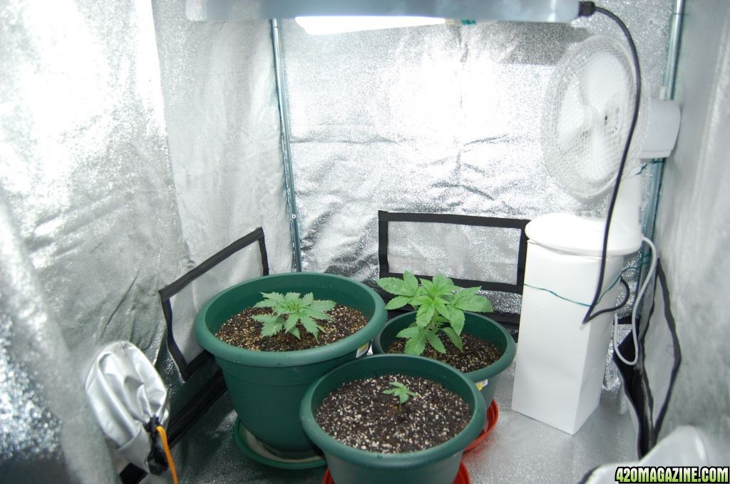 1st grow