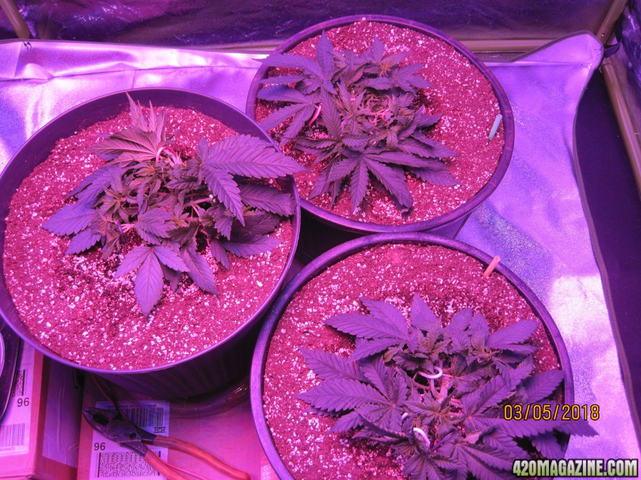 1st Grow