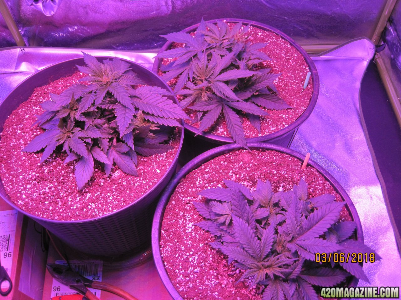 1st Grow