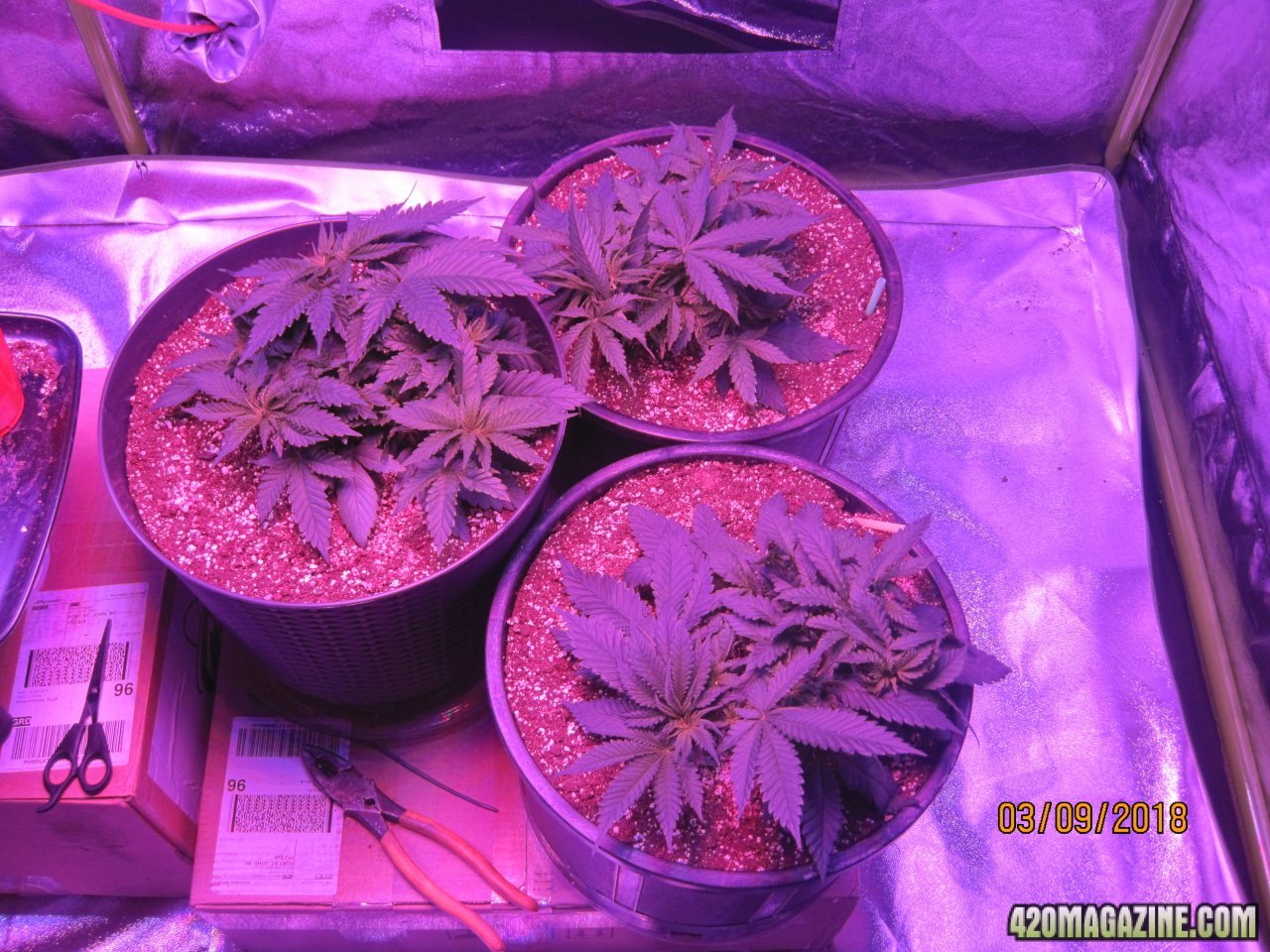 1st Grow