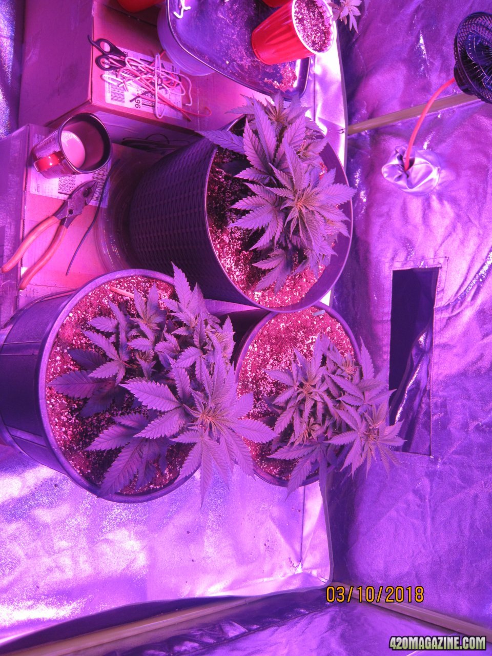 1st Grow