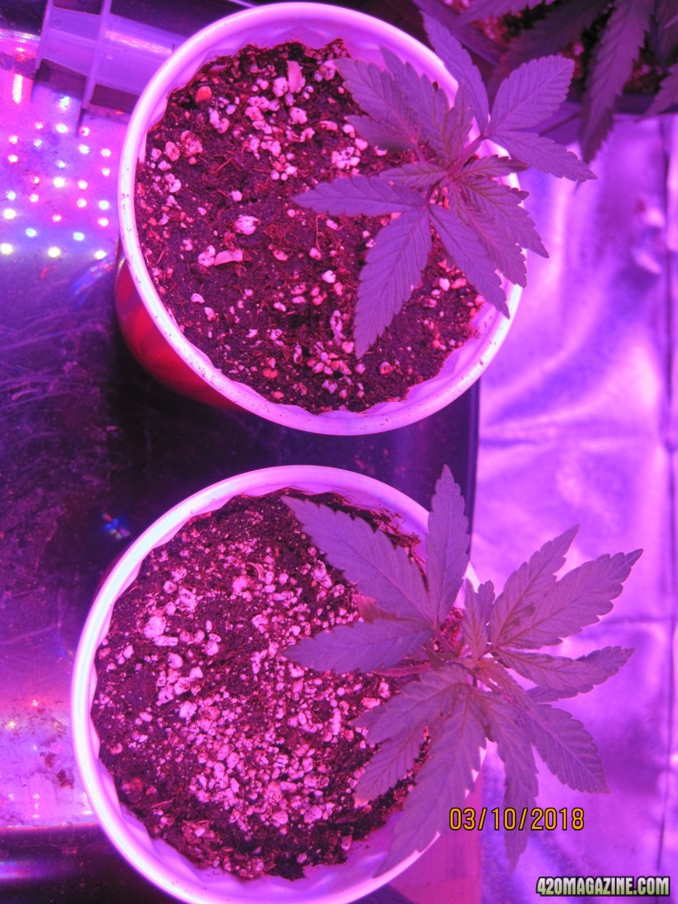 1st Grow