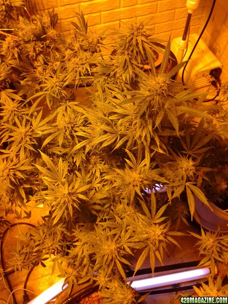 1st grow