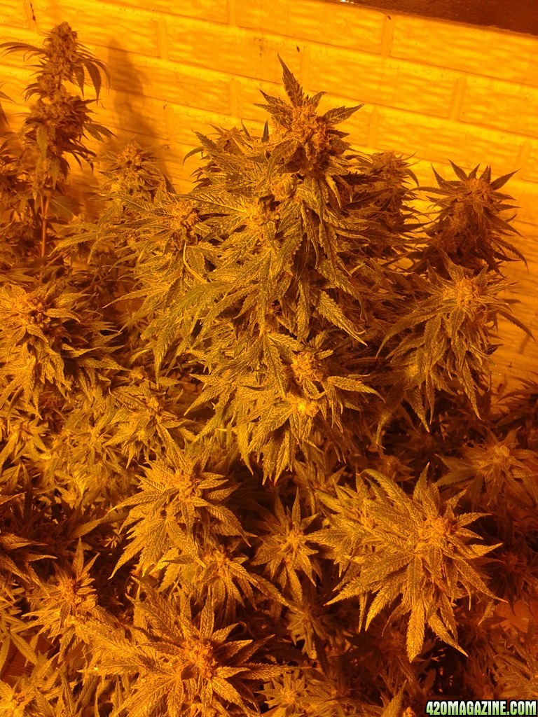 1st grow