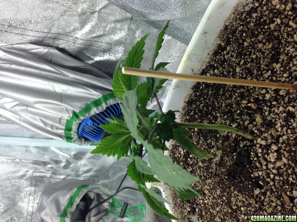 1st Grow