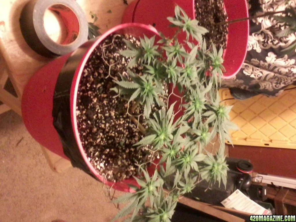 1st grow