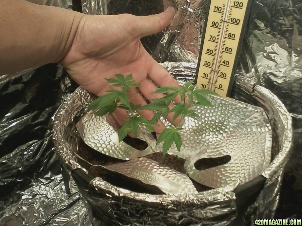 1st grow