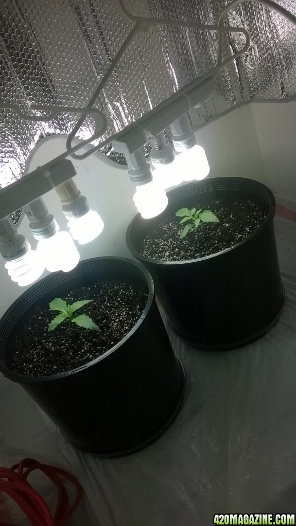 1st grow