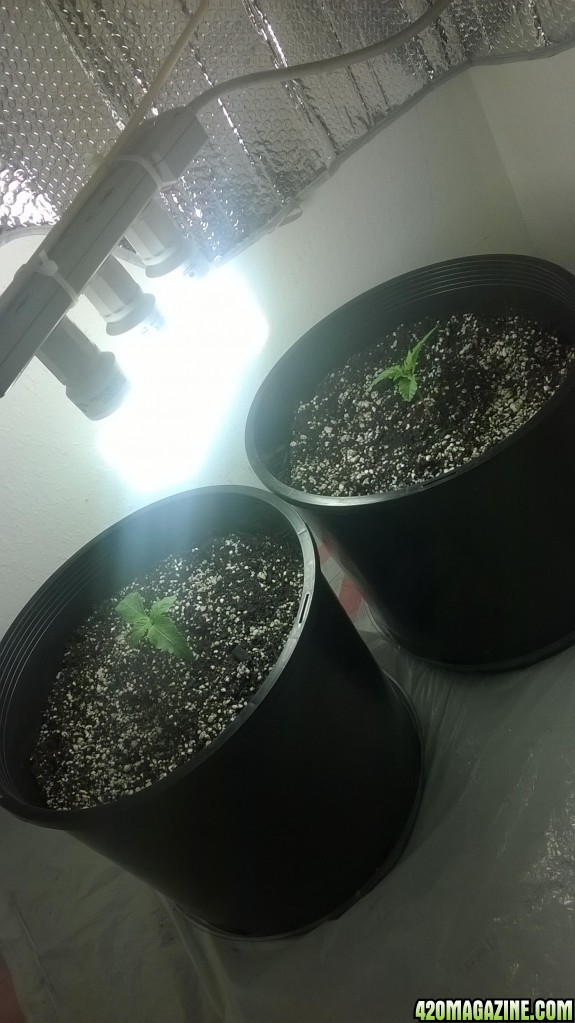 1st grow