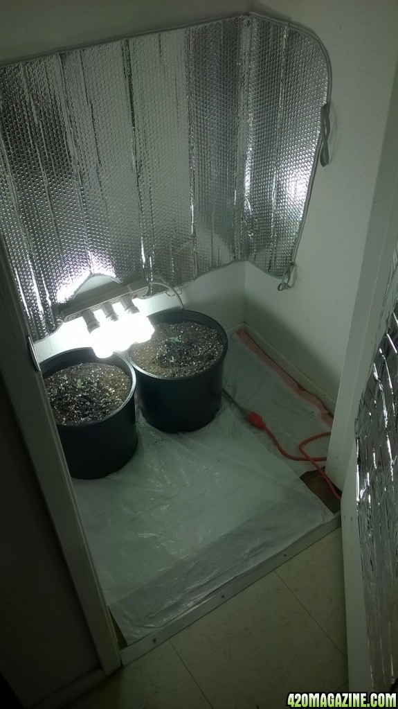 1st grow