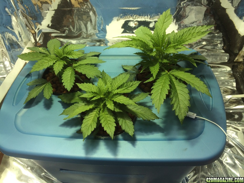 1st grow