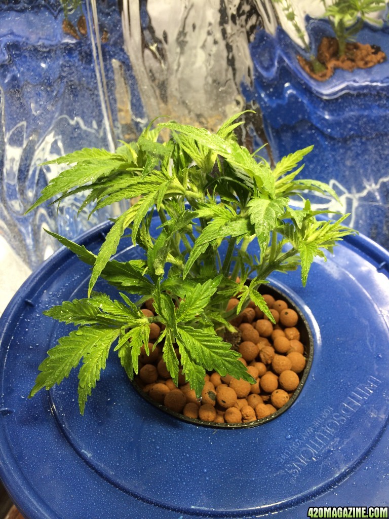 1st grow