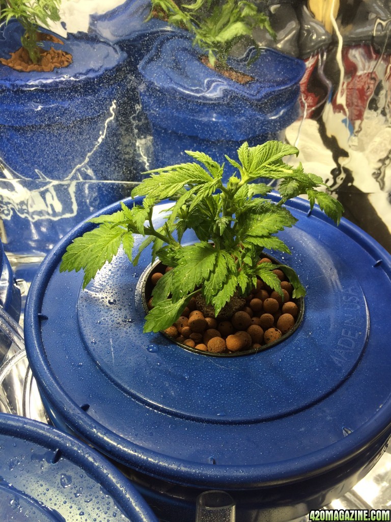 1st grow