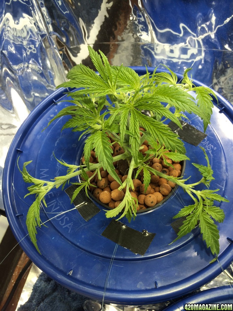 1st grow