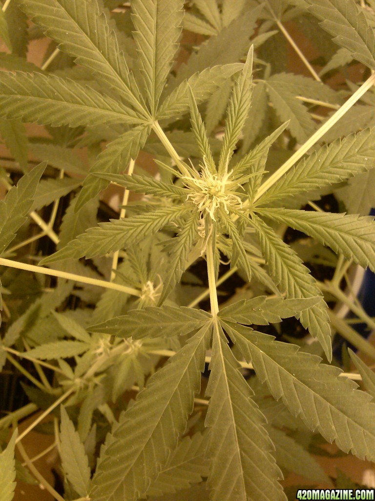 1st indoor grow