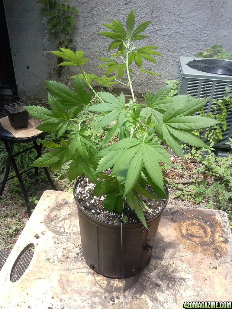 1ST LST