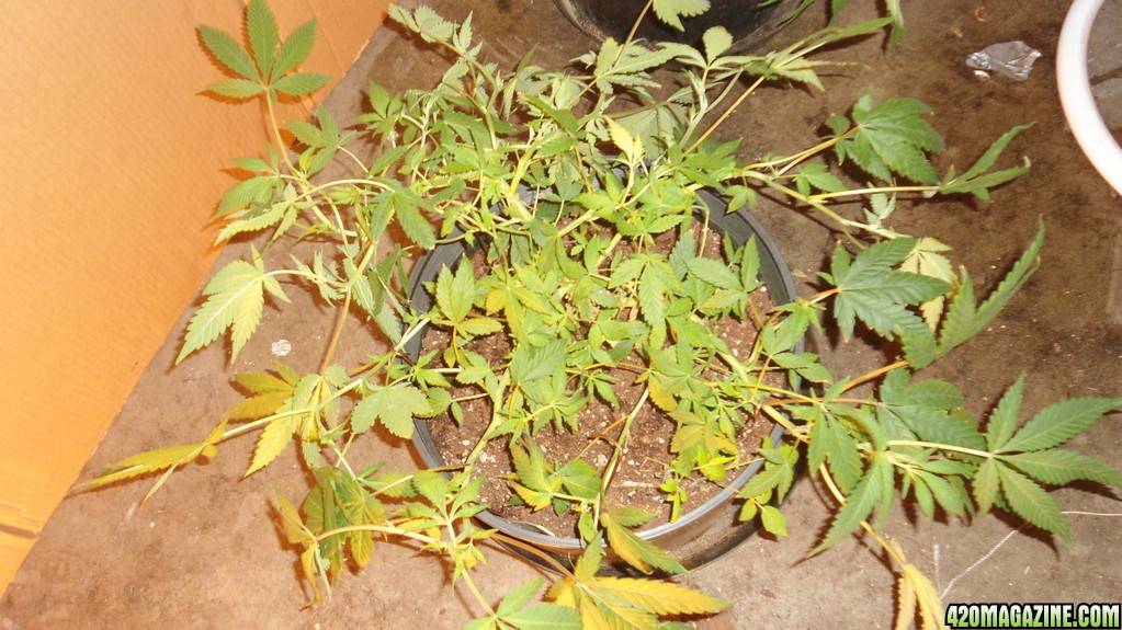 1st medical grow recent training session