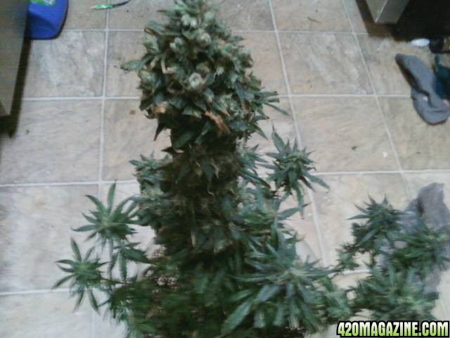 1st plant harvest 2014/15 grow