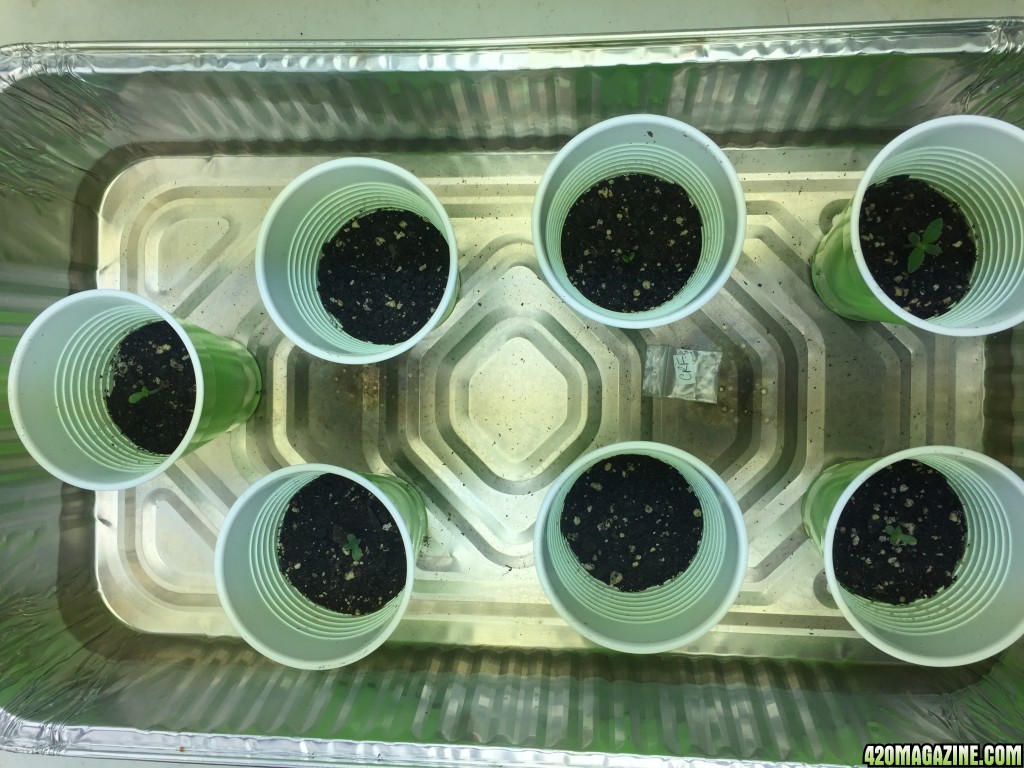 1st Seedlings Crop King Crown Royale