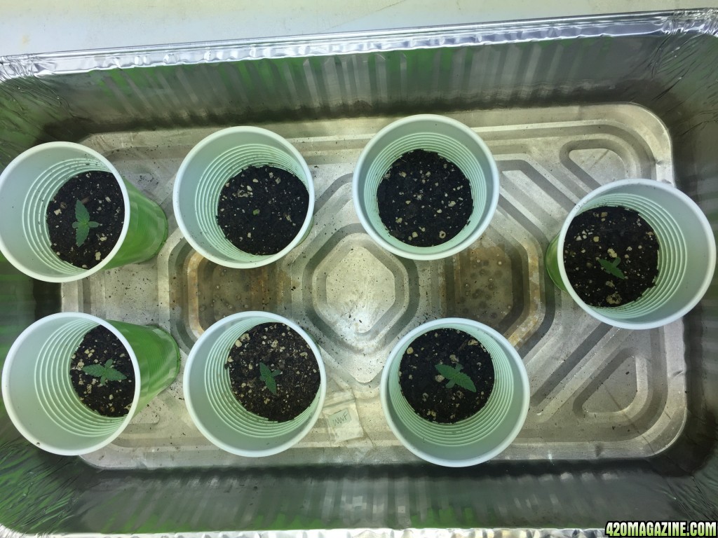 1st seedlings Crop King White Widow